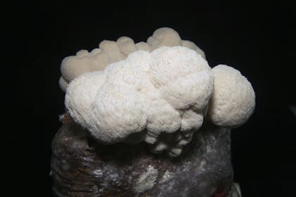 Melena de león, un hongo que puede consumirse salteado como los champignones. Tiene sabor parecido a la langosta.