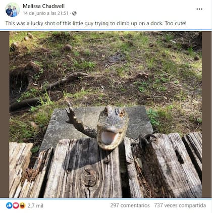 Melissa Chadwell compartió la foto del caimán en Facebook