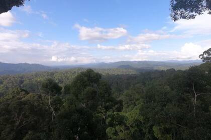 En los bosques húmedos los árboles crecen mucho en línea recta para competir por luz