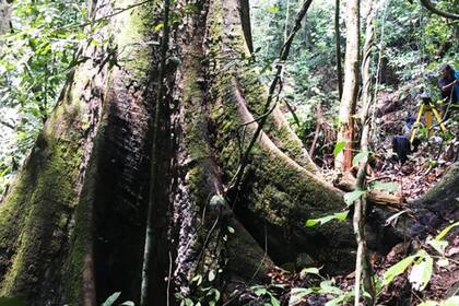 A diferencia de las coníferas, el centro de la masa de árboles como Menara esta más arriba y por lo tanto son más vulnerable al viento