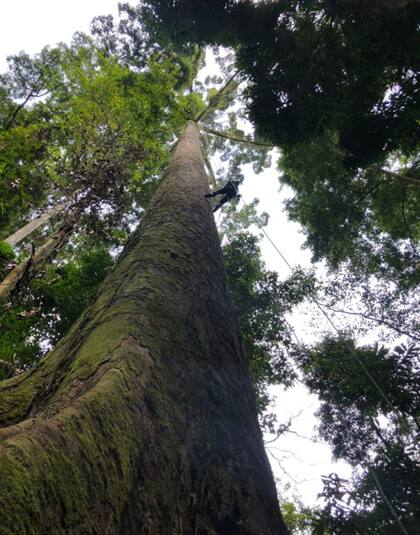 Bombear agua es uno de los grandes desafíos de los árboles de gran altura