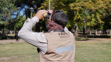 Mendoza comenzó a aplicar un programa de avistaje y relevamiento de fauna silvestre, principalmente de aves rapaces, entre los que se destacan los gavilanes y los halcones.