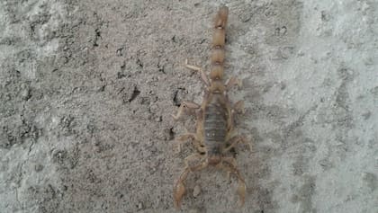 Mendoza: creen que le picó un alacrán y se salvó de milagro