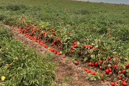 Mendoza llegó a contar con 6000 hectáreas, pero decreció