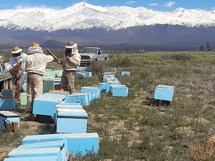 Mendoza posee alrededor de 525 productores apícolas, con unas 111.012 colmenas registradas