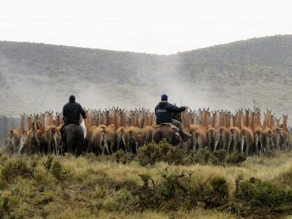 Mendoza reclama un plan integral con aval científico para evitar matanzas
