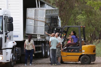 Mendoza traslada a los 10 osos pardos del Ecoparque a un santuario en Estados Unidos.