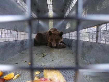 Mendoza traslada a los 10 osos pardos del Ecoparque a un santuario en Estados Unidos