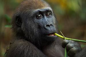 Menos de 150.000 gorilas occidentales de tierras bajas sobreviven en estado salvaje en África central y occidental