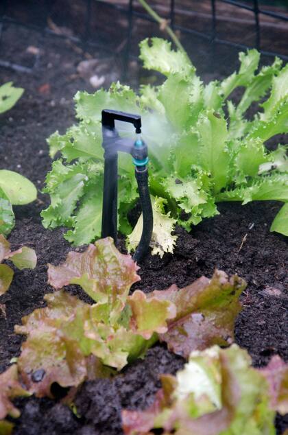 Menos frecuencia, más profundidad: la fórmula para un jardín fuerte