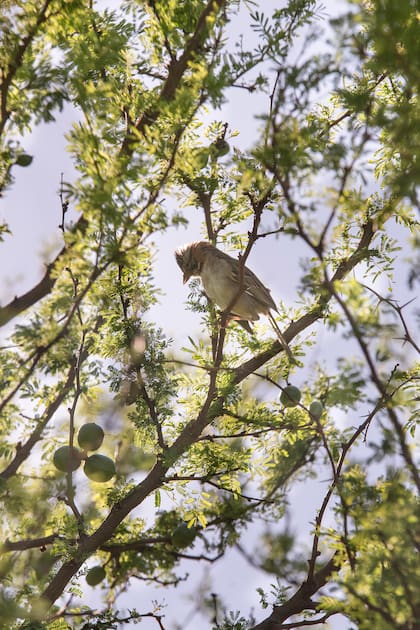 Menos poda, más polinizadores y aves insectívoras
