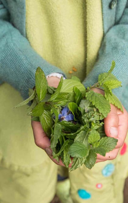 La menta fresca conserva mejor sus vitaminas, mientras que la seca concentra más antioxidantes