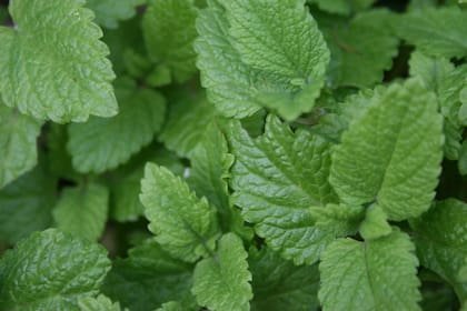 Menta para darle frescura y aroma a la bebida