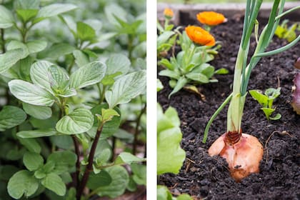 Menta y cebolla son dos plantas fáciles de cultivar que se pueden plantar alrededor del jardín para generar una barrera contra los roedores
