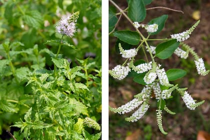 Mentha y cedrón, dos aromáticas que aportan perfume y verde el balcón