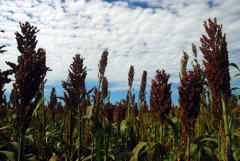 Argentina se posiciona como proveedor clave de sorgo ante la guerra comercial entre EE.UU. y China