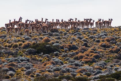 La fauna de la zona