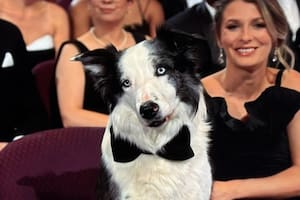 Messi, el perro que interpretó a Snoop en Anatomía de una caída dijo presente en la entrega de los Oscar (Foto: X@palomarando)