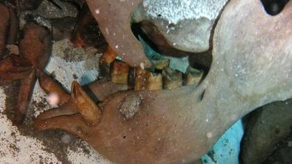 México: descubren a una nueve especie de perezoso gigante en un pozo de hace más de 10 mil años antes de Cristo