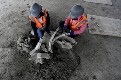 Además de los 200 mamuts se encontraron 25 camellos y cinco caballos