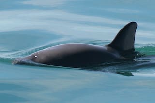 México reduce zona de protección de la vaquita marina para equilibrar la actividad pesquera
