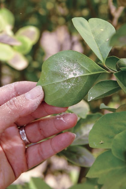 Mezclada con agua, la tierra de diatomeas se puede aplicar con un pulverizador en áreas donde es difícil usar en polvo o en plantas que están muy infestadas