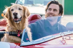 Mi amigo Enzo, el nuevo éxito de Netflix