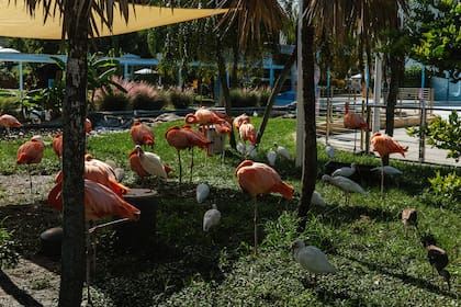 La empresa propietaria del predio contrató una consultoría veterinaria para lograr reubicar a los animales en los próximos meses