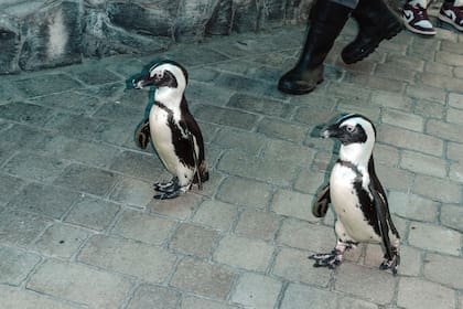 Los habitantes de la ciudad se acercaron a mirar por última vez la marcha diaria de los pingüinos, esos queridos animales que les traían recuerdos de infancia