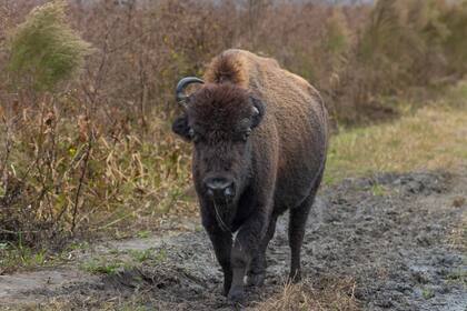 Micanopy posee grandes reservas naturales donde se puede hacer avistaje de bisontes
