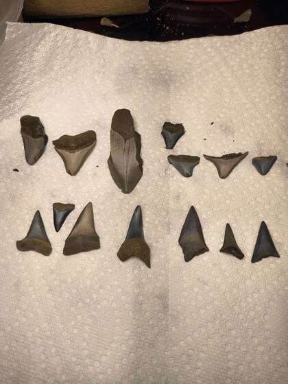 Michael VanEtten encontró una gran cantidad de dientes de tiburón fosilizados en el Peace River de Florida