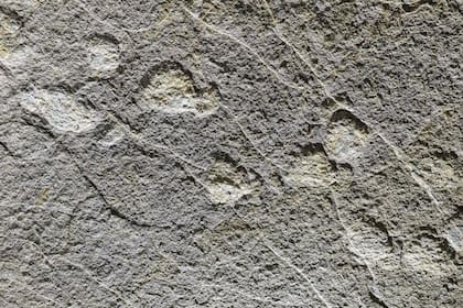 Miden hasta 1,25 metros de largo