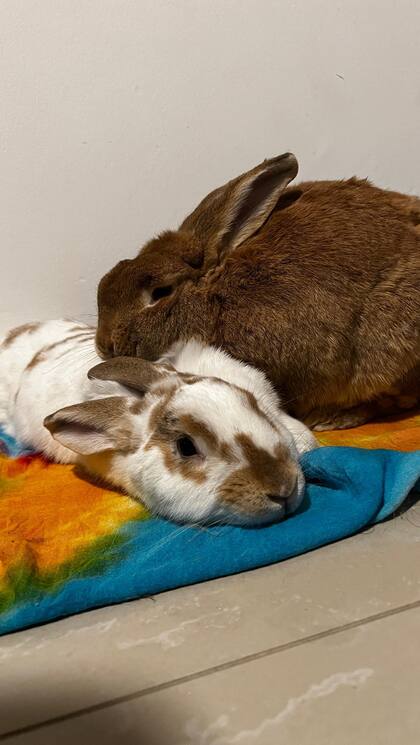 Miel con su hermano Brownie.