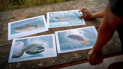 Miembros de la nación shuar documentaron 144 especies de peces, incluyendo estas cuatro. Las dos de abajo no se habían encontrado antes en Ecuador