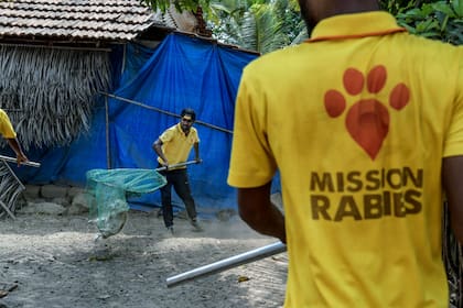Miembros de Misión Rabia trabajan en el estado de Goa, en la India