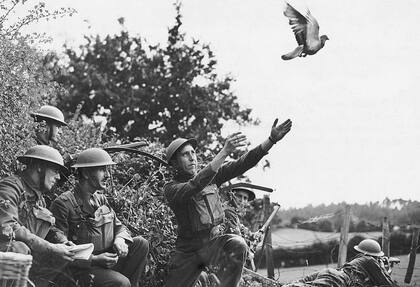 Miembros del LDV (Local Defense Volunteers) en 1940 en el noroeste de Inglaterra entrenando palomas mensajeras.