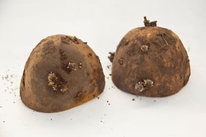 Mientras crece, la planta de papa desarrolla tres tipos de tallos: los aéreos (los que ves), los subterráneos o rizomatosos (que fijan la planta al suelo) y los que engordan en forma de papas