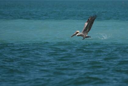 Mientras el Cuerpo de Ingenieros del Ejército se enfocará en el núcleo del embalse, el Estado Soleado construirá estaciones de bombeo y el crucial "Blue Shanty Flow Way" para transportar agua limpia hasta la Bahía de Florida
