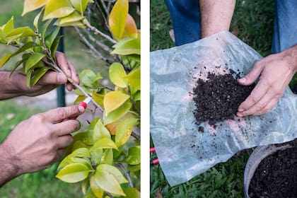 Mientras forma raíces, la rama sigue viva y unida a la planta original