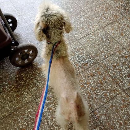 Mientras Jorgelina intentaba a agarrar a César, un auto lo chocó.