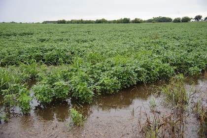 Mientras la comercialización sigue ralentizada, las lluvias están favoreciendo los cultivos de soja más tardíos