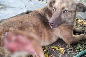 Maltrato animal: detienen a una mujer por quemar a un perro con aceite caliente