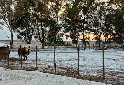 “Mientras no nieve fuerte el frío no complica demasiado. El mayor problema es para los animales: el pasto queda congelado y hay que suplementa", dijo el productor