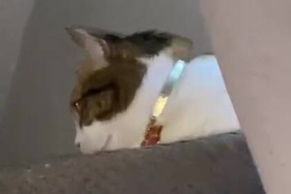 Mientras ocurría el movimiento del juguete, la mascota del usuario observó fijamente