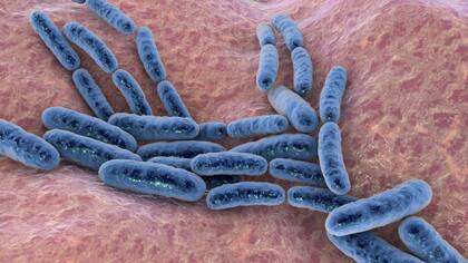 Mientras que algunas bacterias prefieren un tipo de alimentos, otras consumen otros