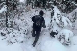 ¿Es un hombre o un perro? La ilusión óptica en la nieve que confunde a todos
