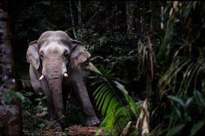 Los elefantes siguen reproduciéndose en Namibia y aseguran que en medio de la sequía les resulta imposible sostener un número alto de población