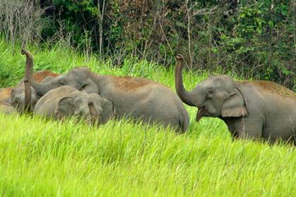 Mientras que decenas de elefantes de santuarios privados han sido liberados en Tailandia por efecto de la pandemia, los cientos que habitan el parque nacional Khao Yai recuperan sus espacios pero necesitan nuevas infraestructuras