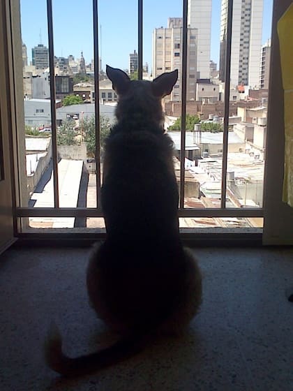 Mientras se adaptaba a su nuevo espacio, Mona rompió varias cosas, desenterró varias plantas, mordió las patas de varios muebles, y se comió todo lo que encontró.