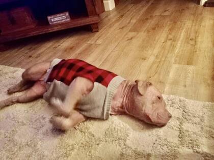 Mientras sigue en recuperación los mimos no faltan, y los cuidados menos: son muchas las pruebas de la alegria de Sadie, como en esta foto jugando y descansando en la alfombra.